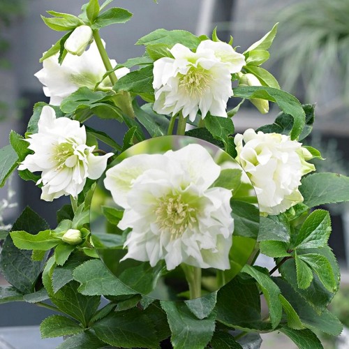 Helleborus orientalis 'Double White' - Kaukaasia lumeroos 'Double White' P9/0,55L